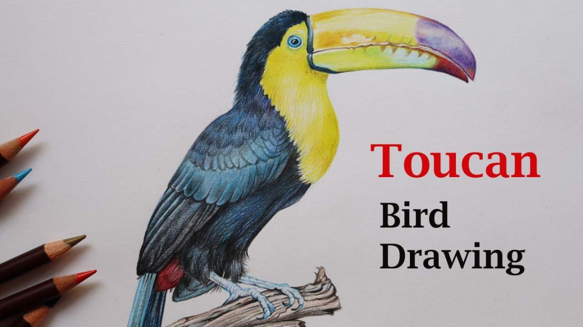 Toucan Bird Drawing in Color Pencils  How to Draw a Toucan Bird  Bird  Drawing