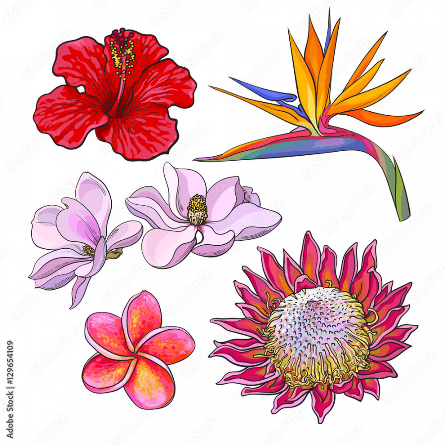 Tropical flowers - hibiscus, protea, plumeria, bird of paradise