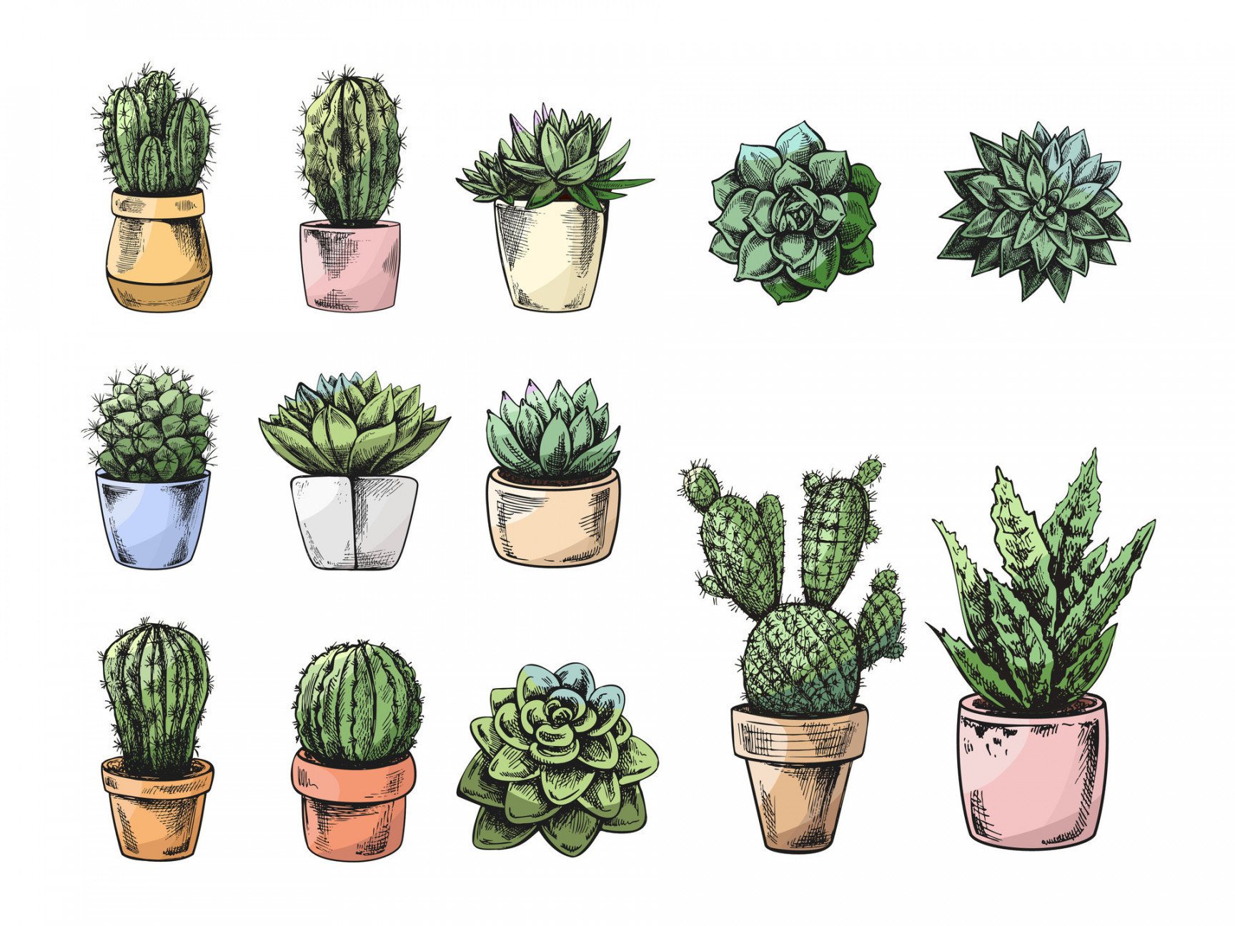 Vector colored set of hand drawn sketch of cacti and succulent