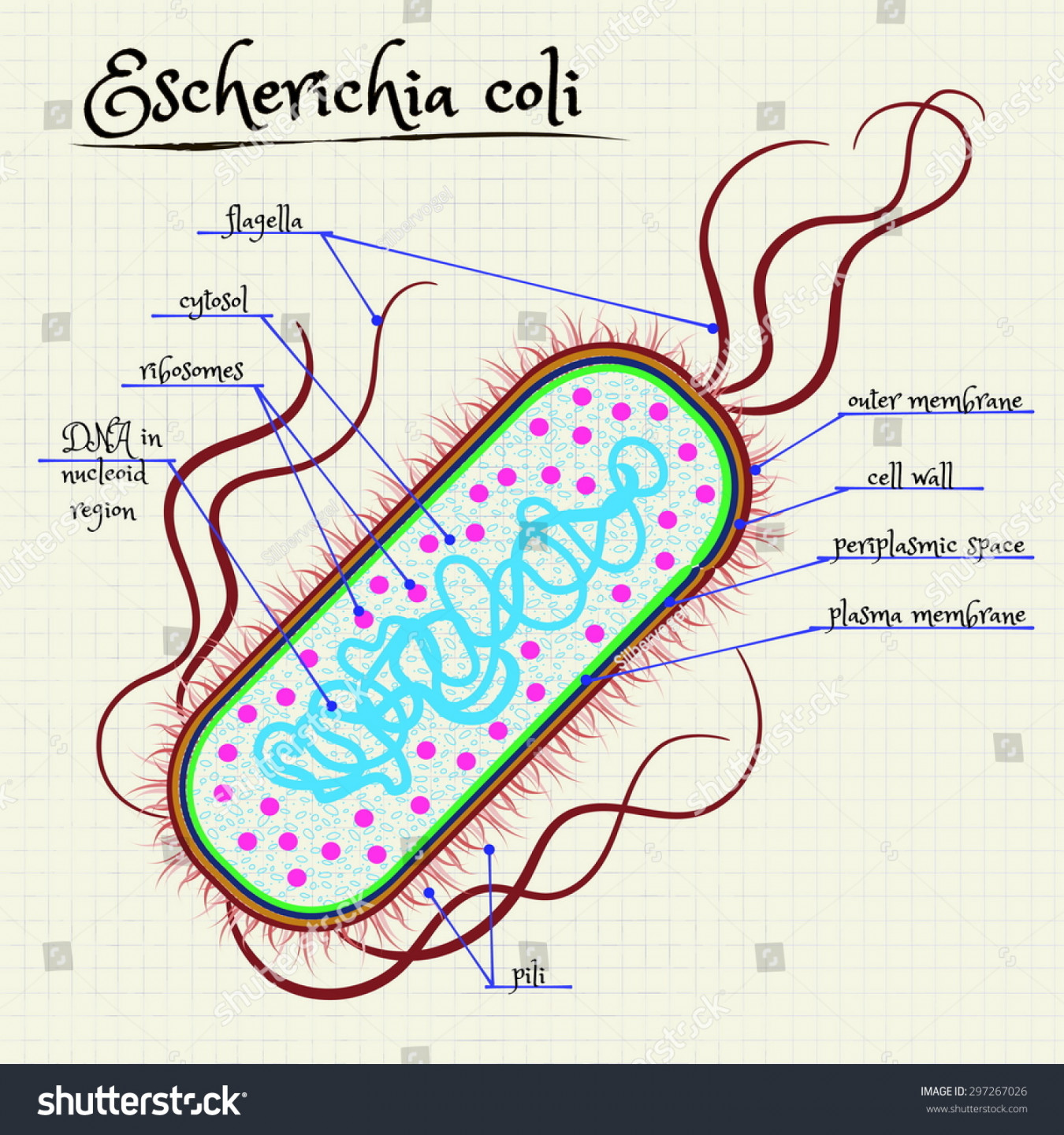 Vector Drawing Structure Escherichia Coli: Stock-Vektorgrafik