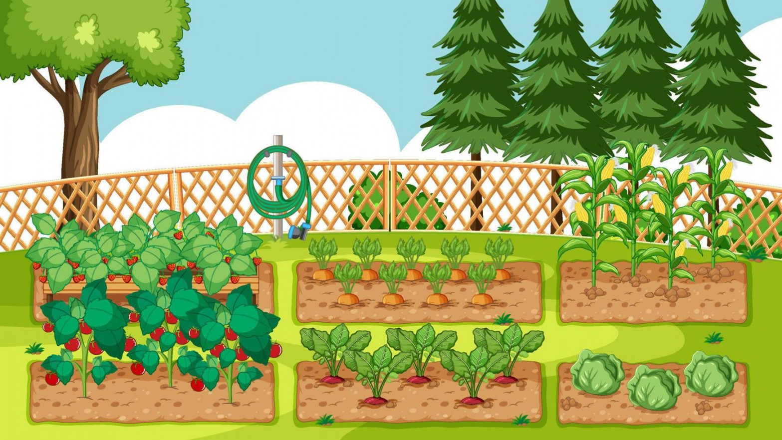 Vegetable Garden Vector Art, Icons, and Graphics for Free Download