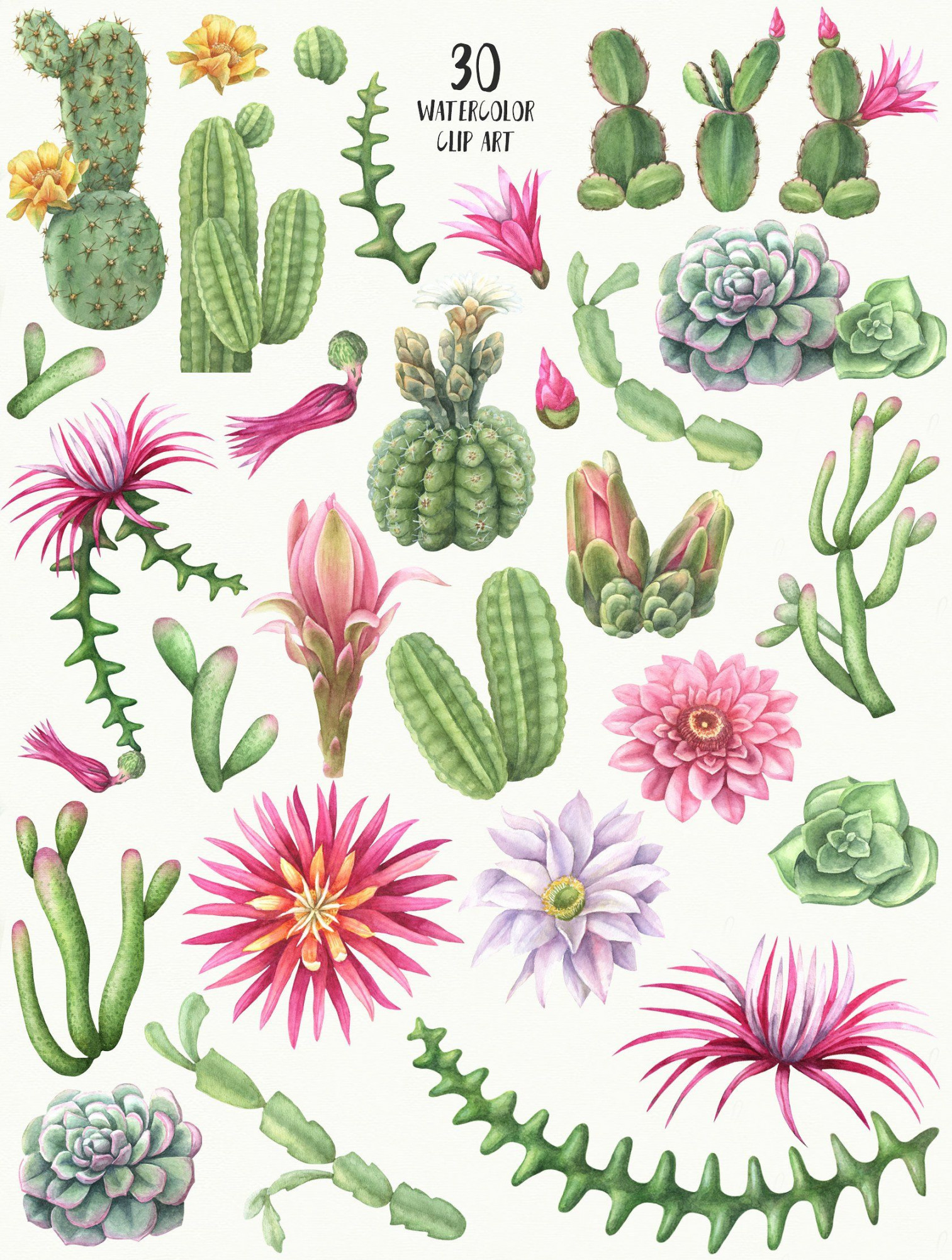 Watercolor flowering cacti