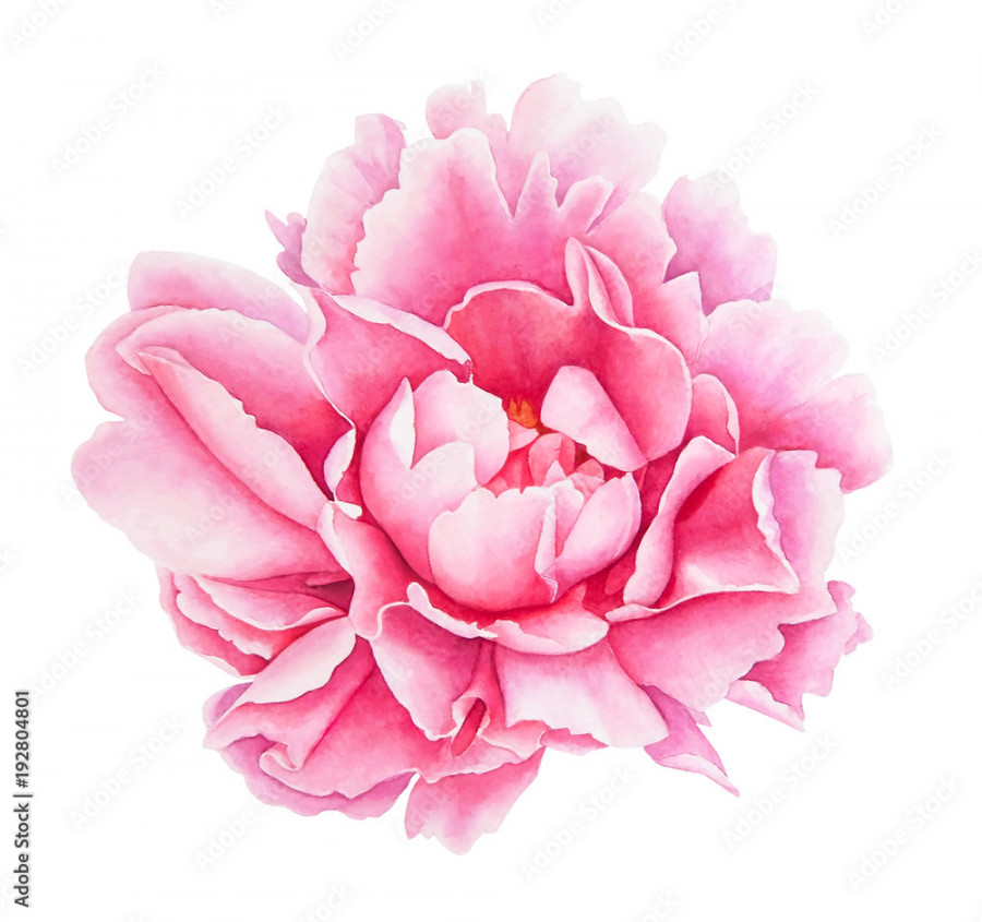 Watercolor realistic drawing of pink peony flower isolated on