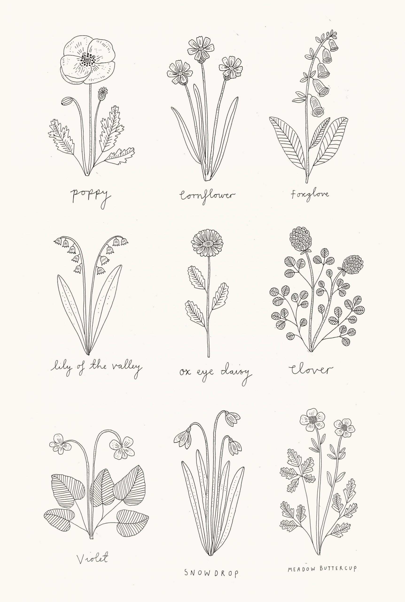 Wildflower illustrations  Flower line drawings, Wildflower