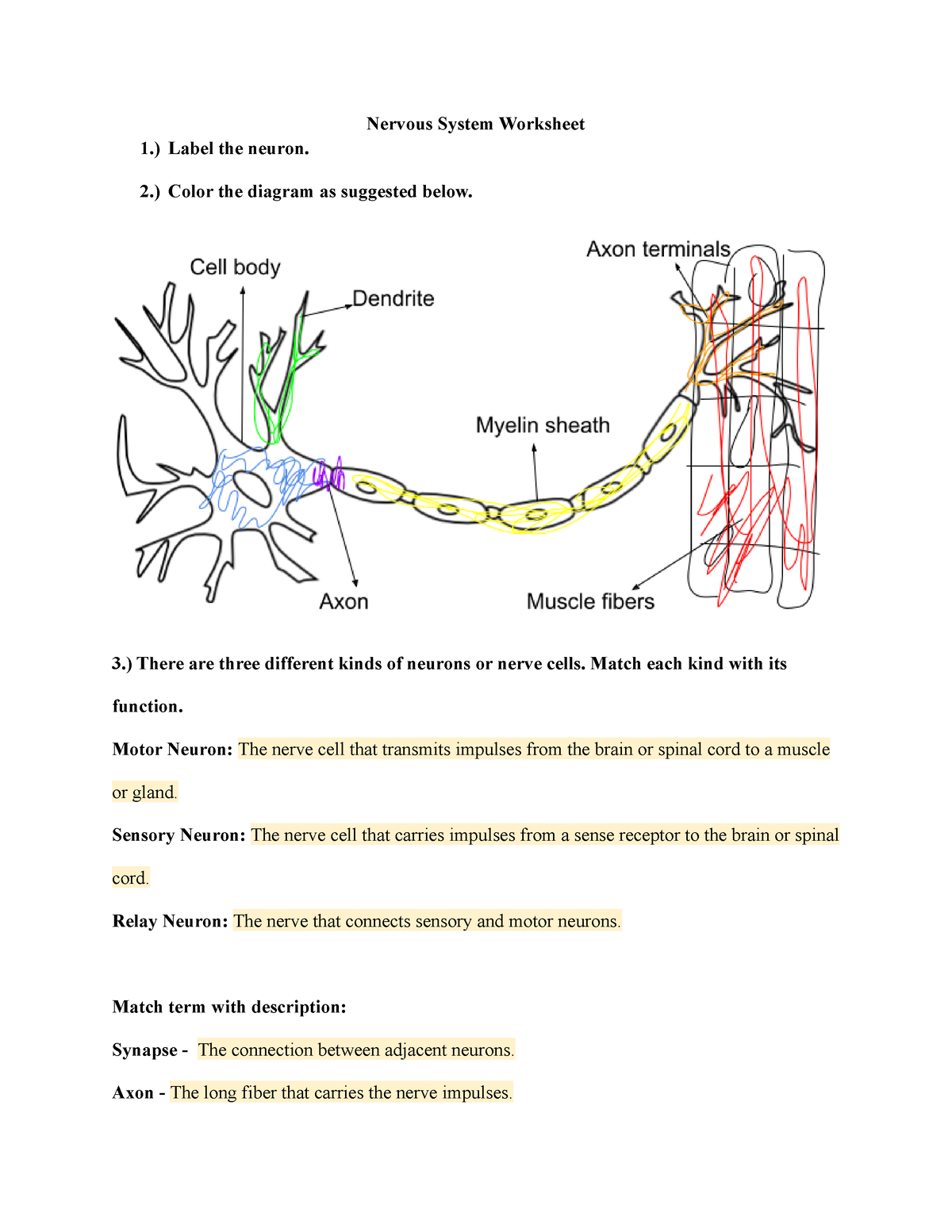 80 Printable Nervous System Worksheets Answers 25