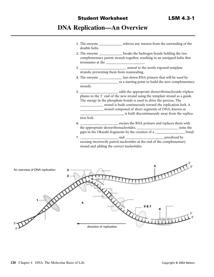 90 Dna Replication Practice Worksheets 80